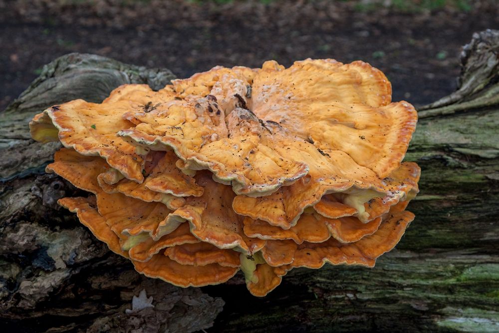 Schwefelporling (Laetiporus sulphureus) in Focus Stacking 