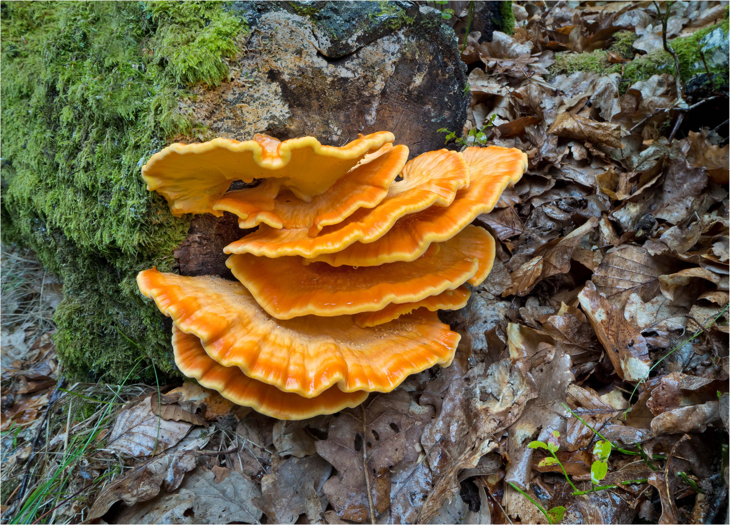 Schwefelporling...frisch  und saftig