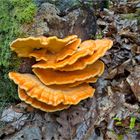 Schwefelporling...frisch und saftig