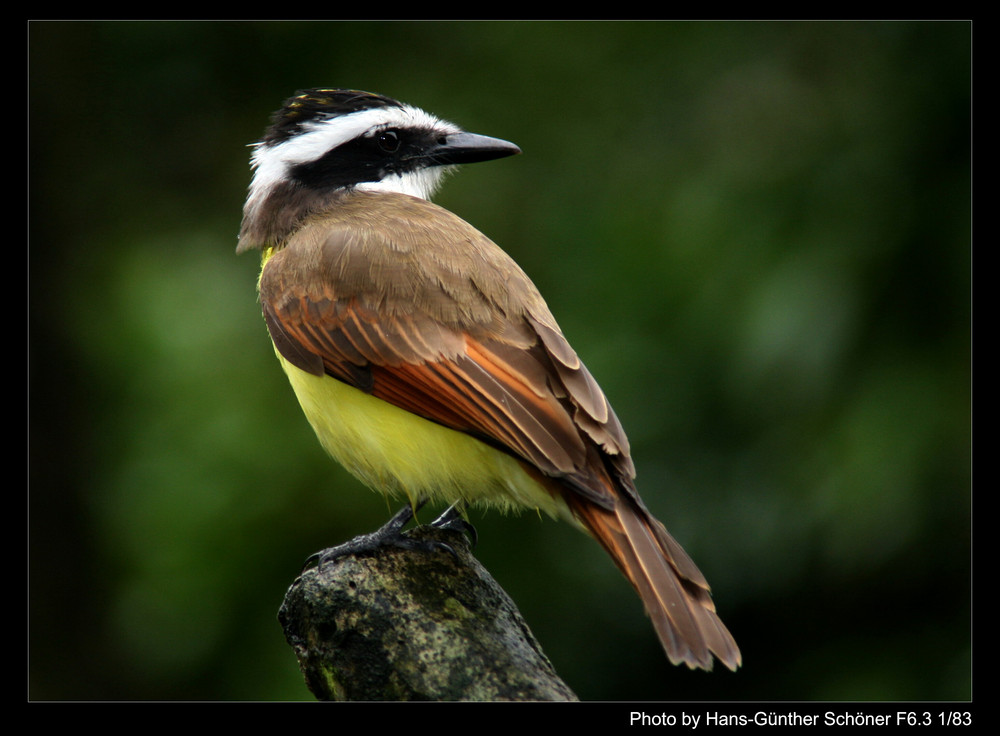 Schwefeltyrann  auf Costa Rica