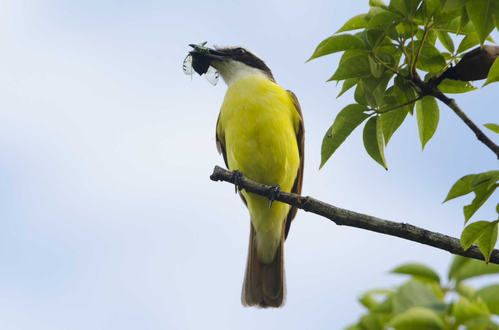 Schwefeltyrann mit Beute