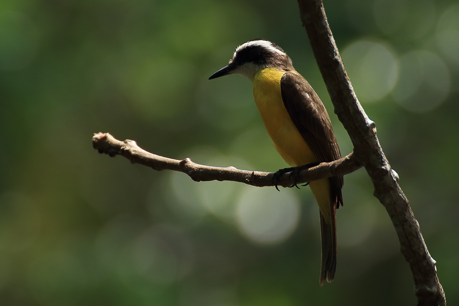 Schwefeltyrann, Panama