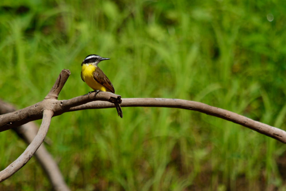 Schwefeltyrann (Pitangus sulphuratus) 