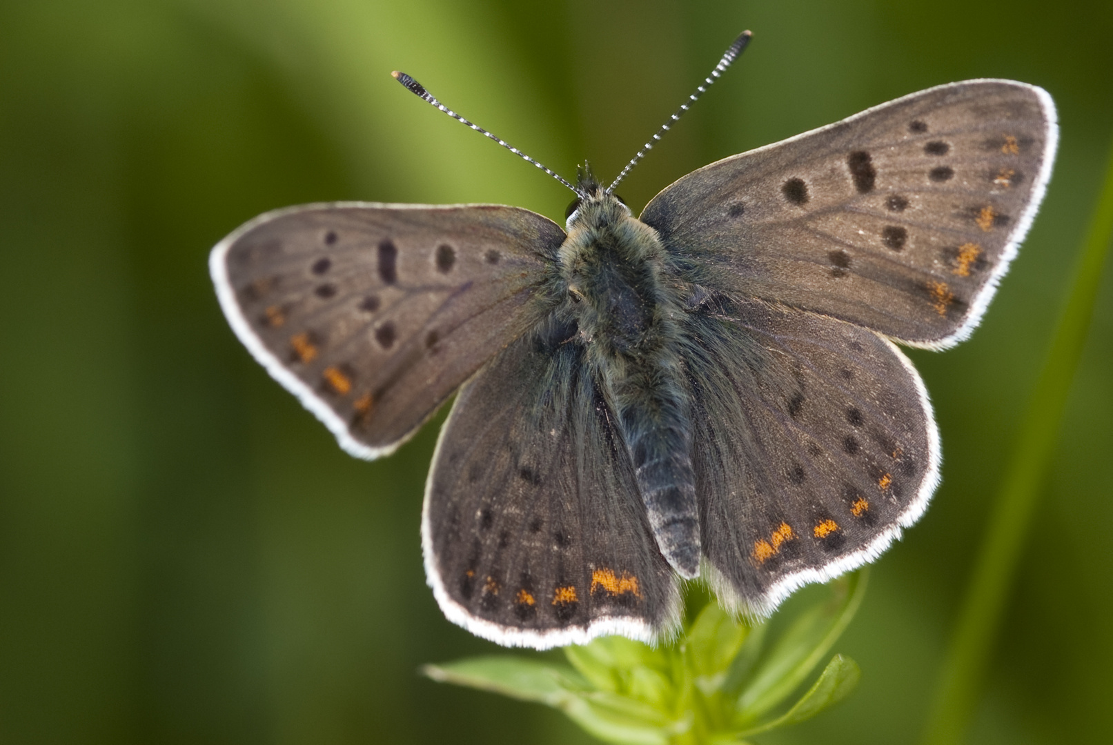 Schwefelvögelchen (Lycaena tityrus)