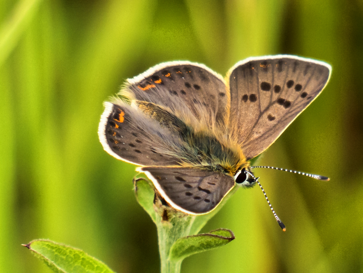 Schwefelvögelchen (Lycaena tityrus)