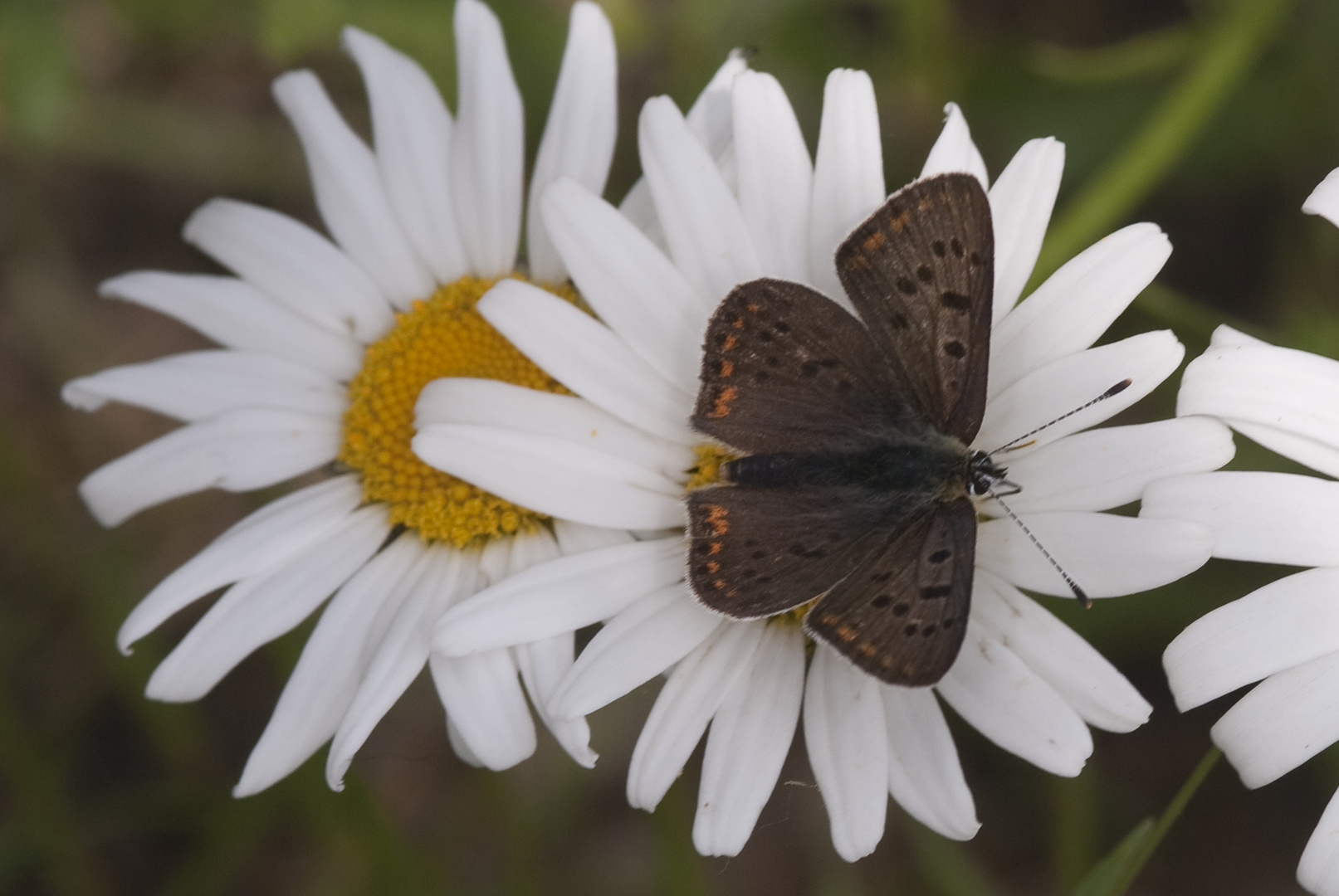 Schwefelvögelchen (Lycaena tityrus)