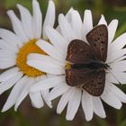 Schwefelvögelchen (Lycaena tityrus)