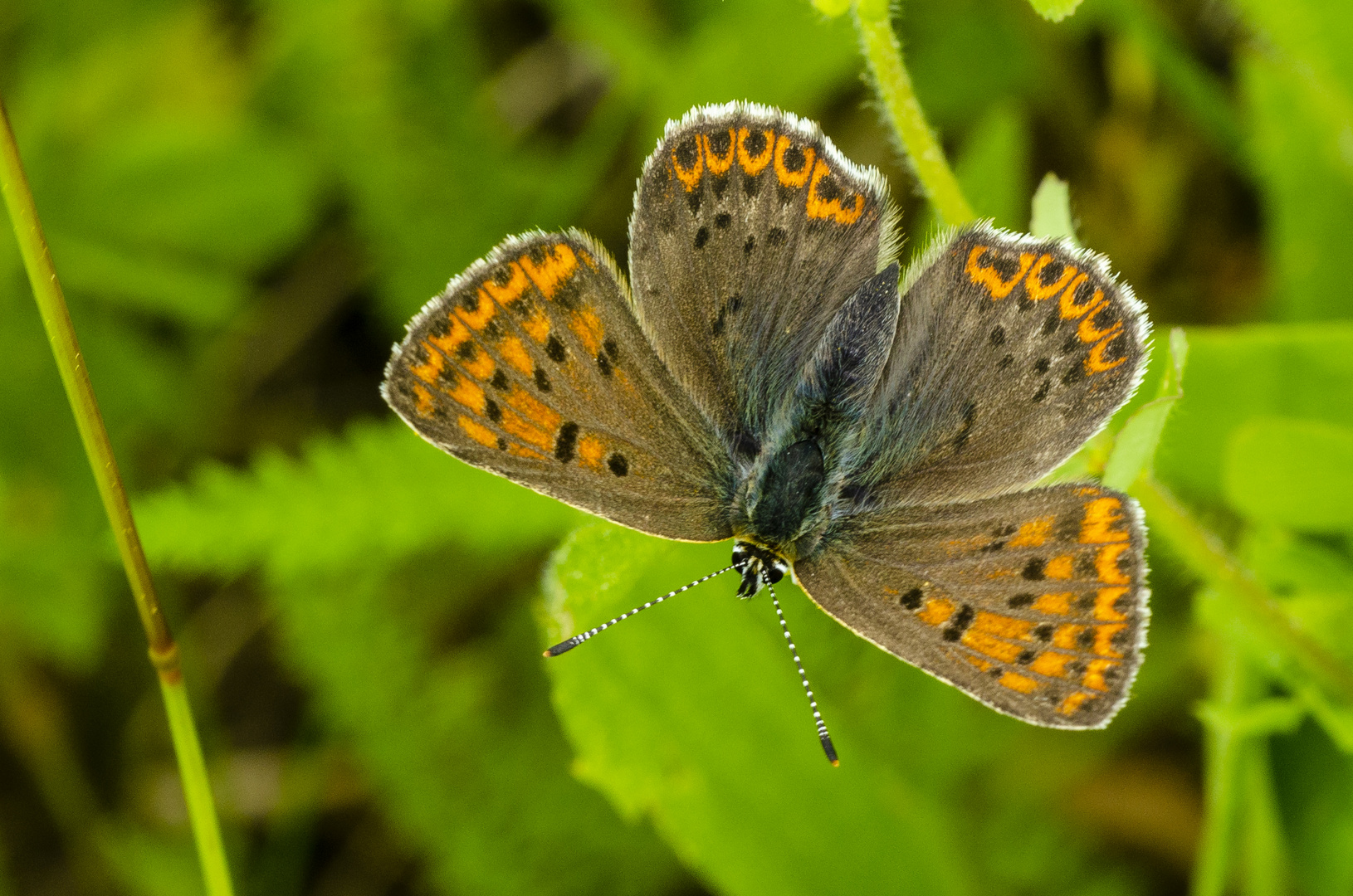 Schwefelvögelchen, Weibchen (Lycaena tityrus)