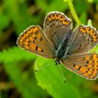 Schwefelvögelchen, Weibchen (Lycaena tityrus)