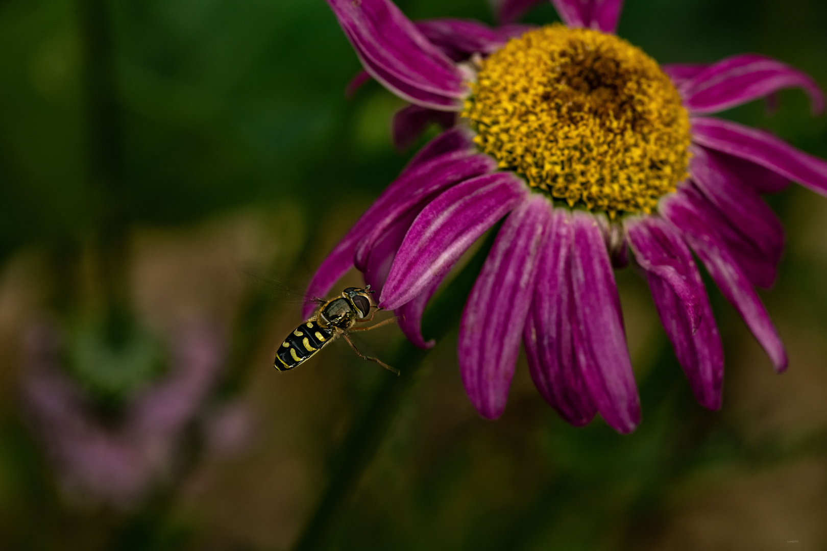 Schwefliege im Anflug