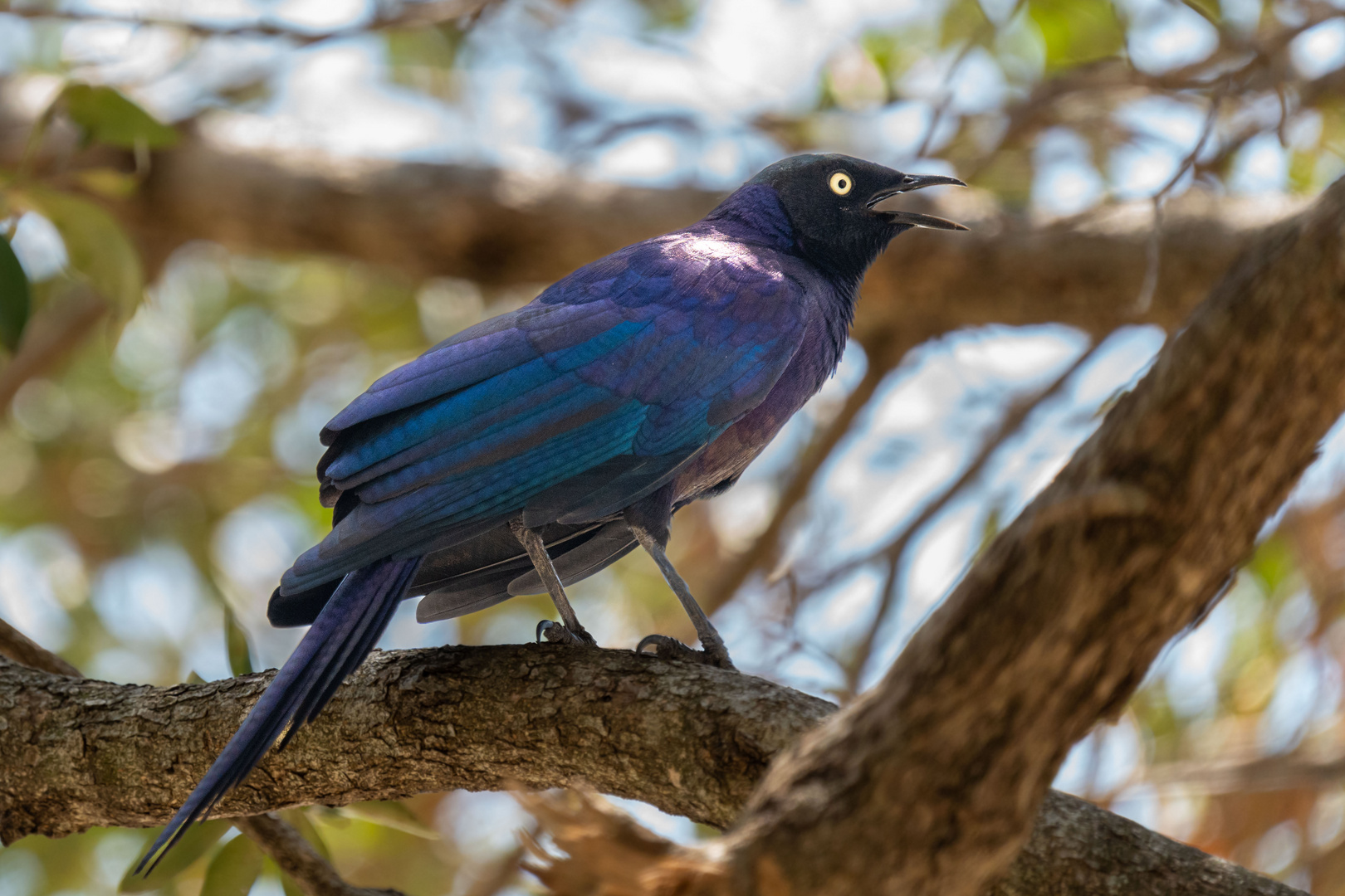 Schweifglanzstar in der Masai Mara