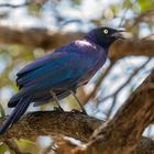 Schweifglanzstar in der Masai Mara