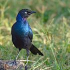 Schweifglanzstar  -  Lake Manyara NP