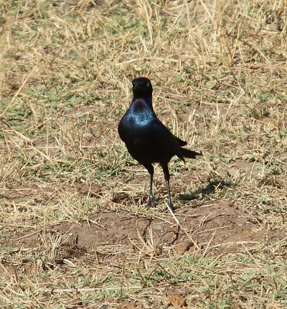 Schweifglanzstar - Lamprotornis purpuroptera