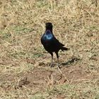 Schweifglanzstar - Lamprotornis purpuroptera