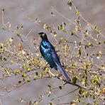 Schweifglanzstar - Lamprotornis purpuroptera