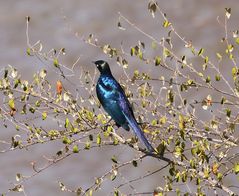 Schweifglanzstar - Lamprotornis purpuroptera