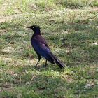 Schweifglanzstar - Lamprotornis purpuroptera