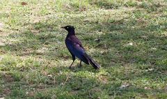 Schweifglanzstar - Lamprotornis purpuroptera