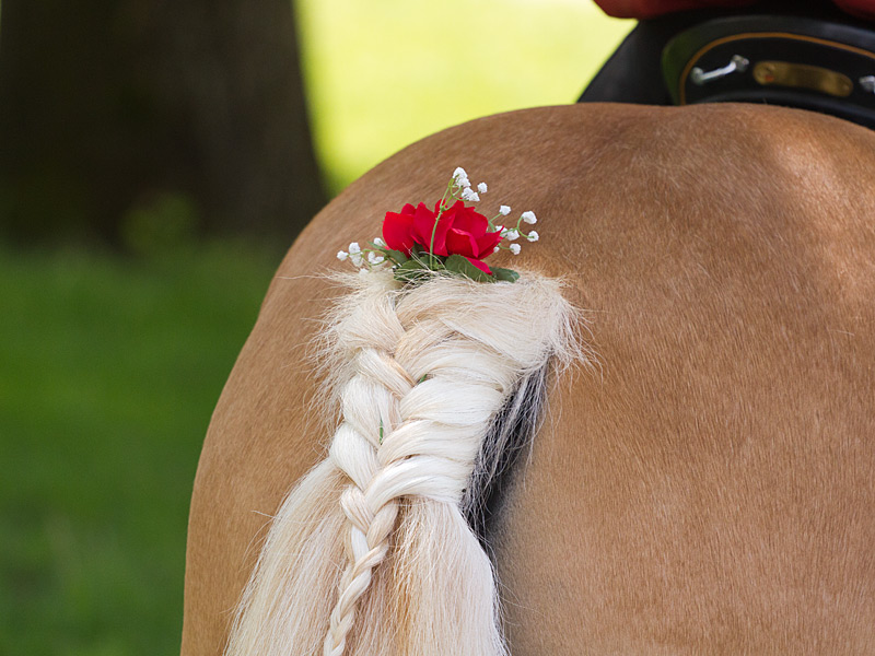 Schweifzopf mit Blumen