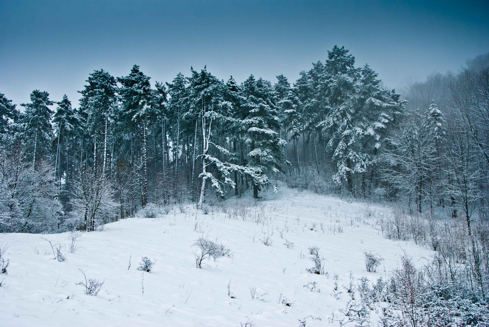 schweigend steht der Wald ...