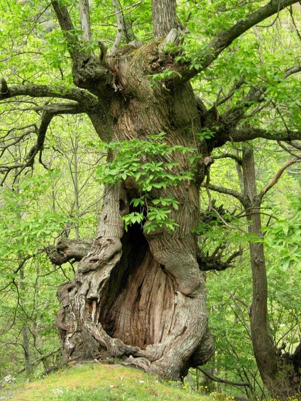 Schweigender Baum in Spanien