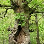 Schweigender Baum in Spanien