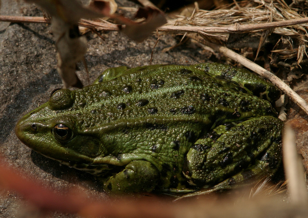 Schweigsamer Frosch