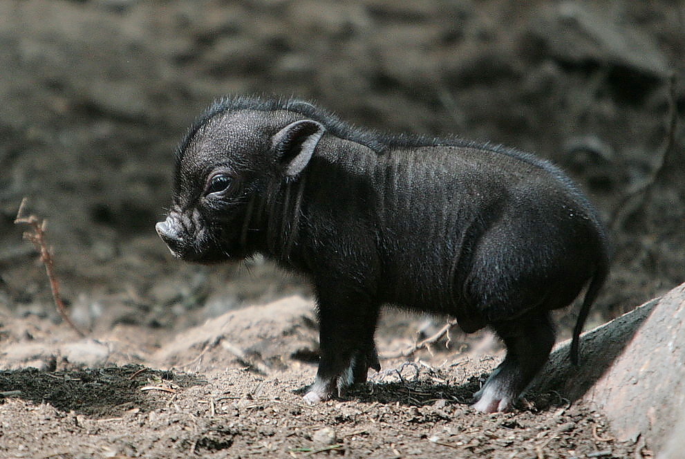 schwein