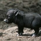 schwein