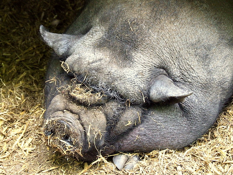 Schwein