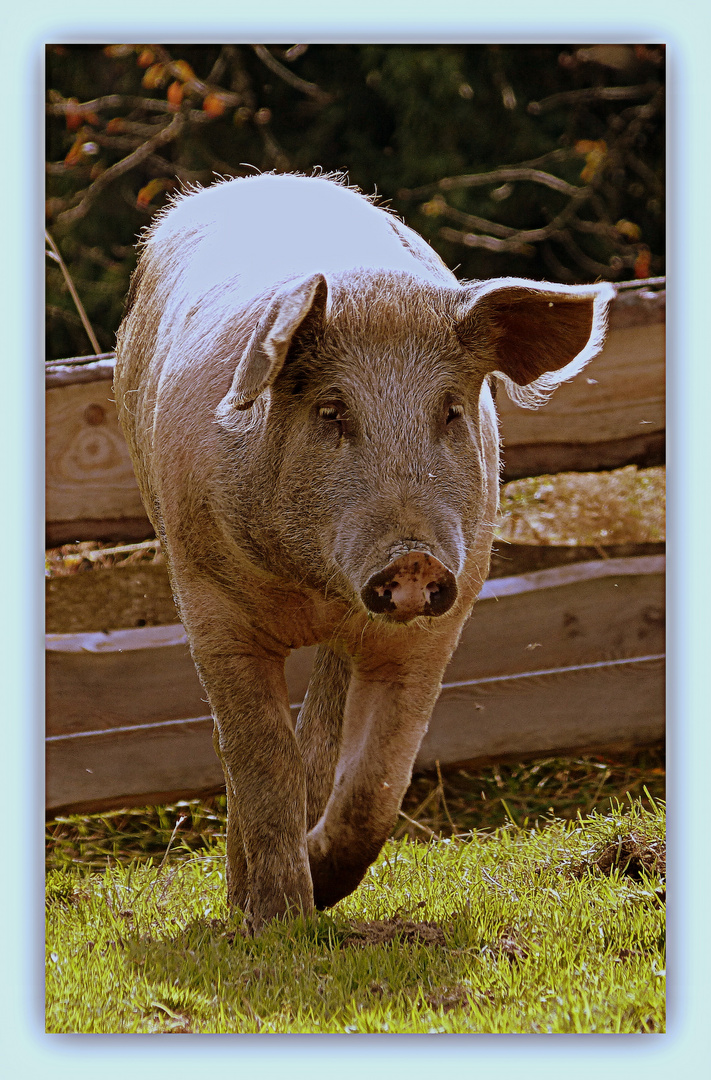 Schwein am Taubenberg