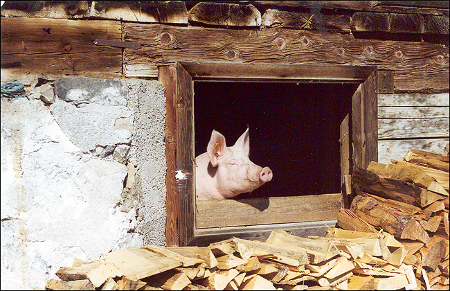 Schwein auf der Alm