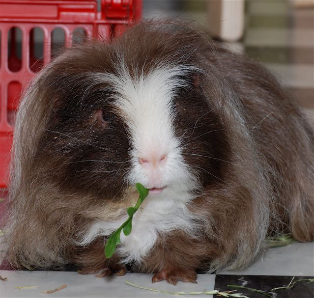 Schwein beim lunch