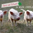 schwein