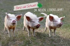 schwein