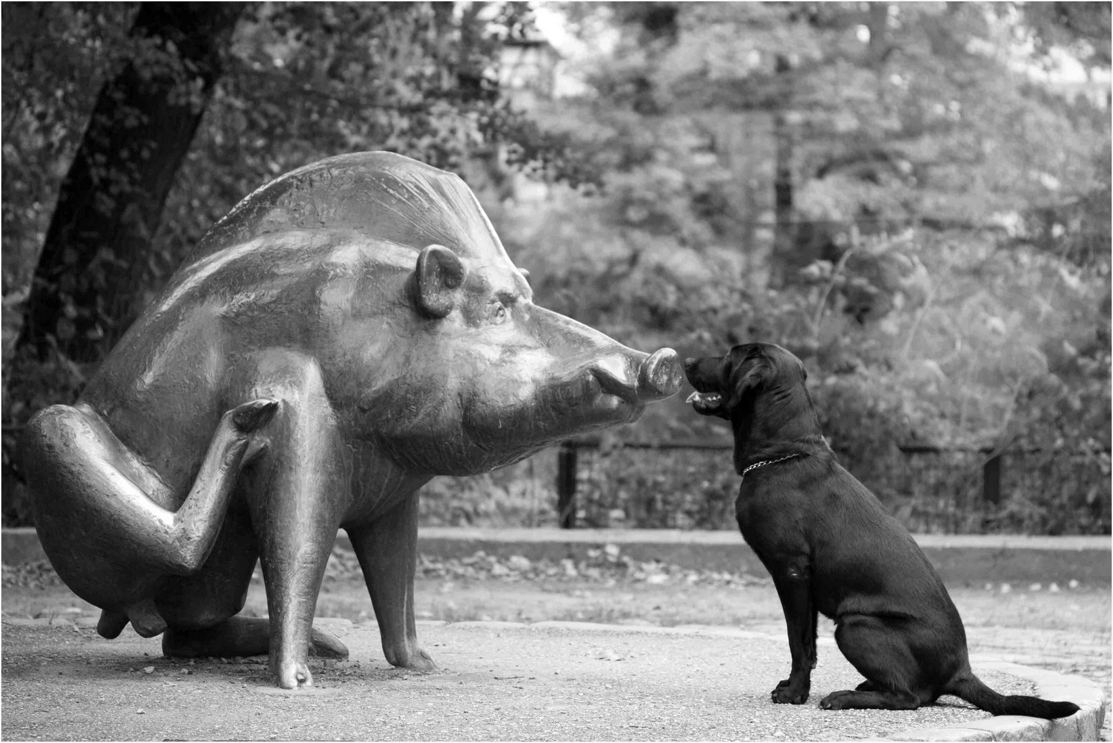 Schwein e Hund