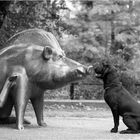 Schwein e Hund