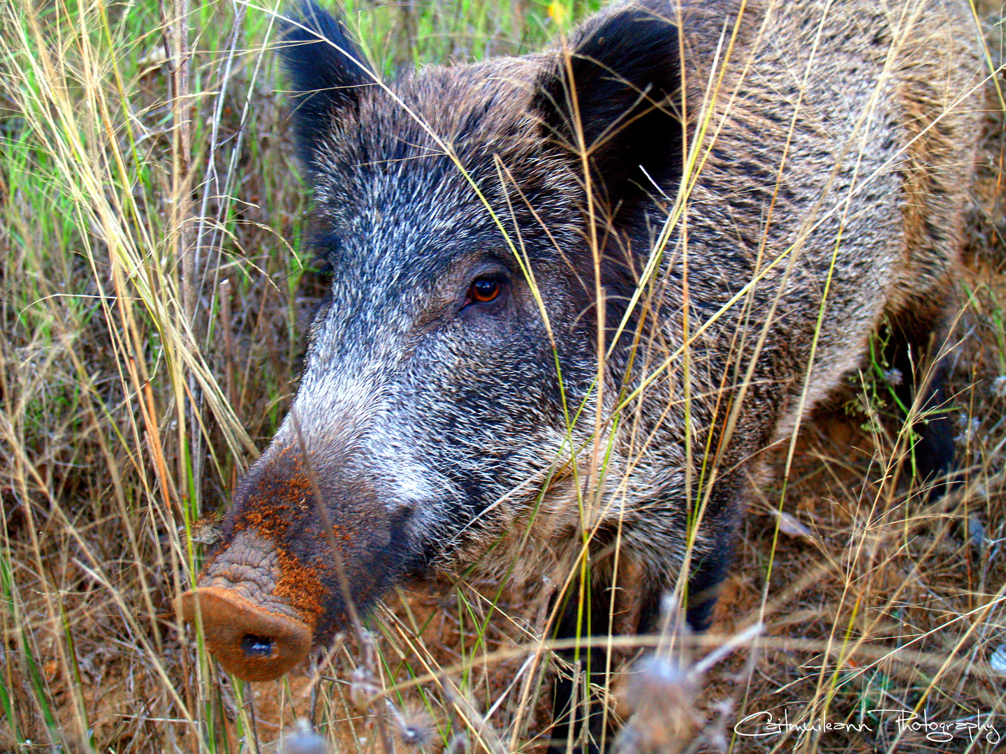 Schwein gehabt