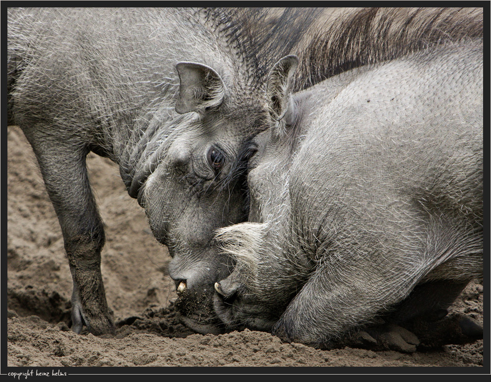 Schwein gehabt