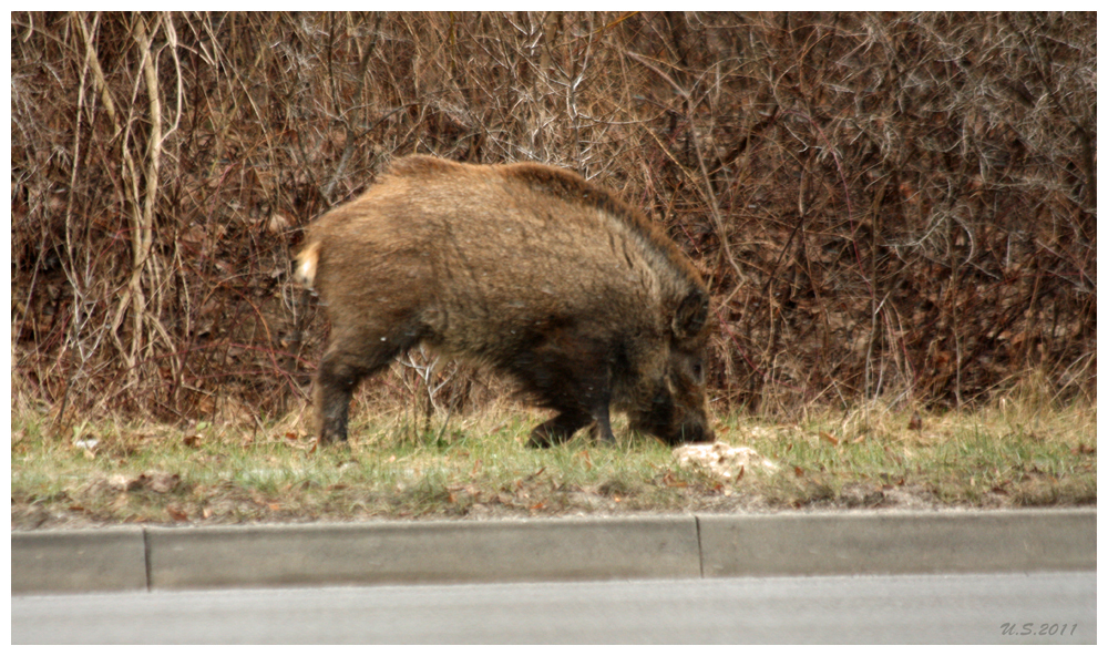 Schwein gehabt...