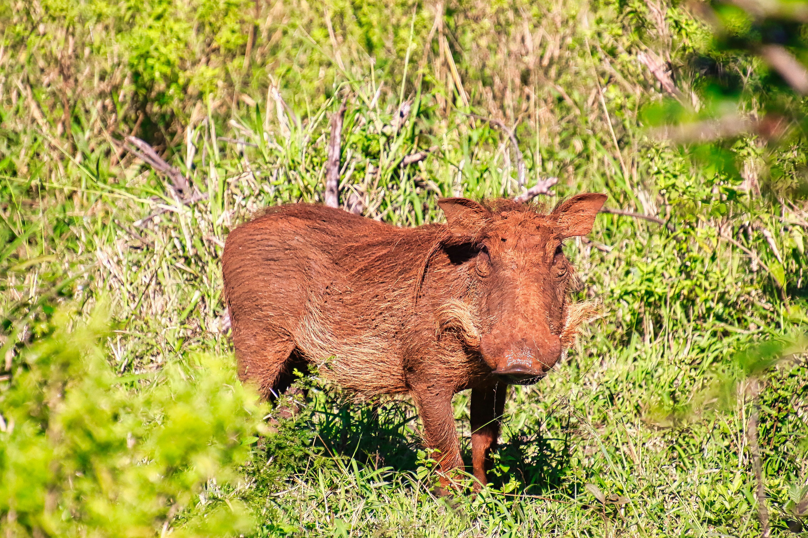 Schwein gehabt