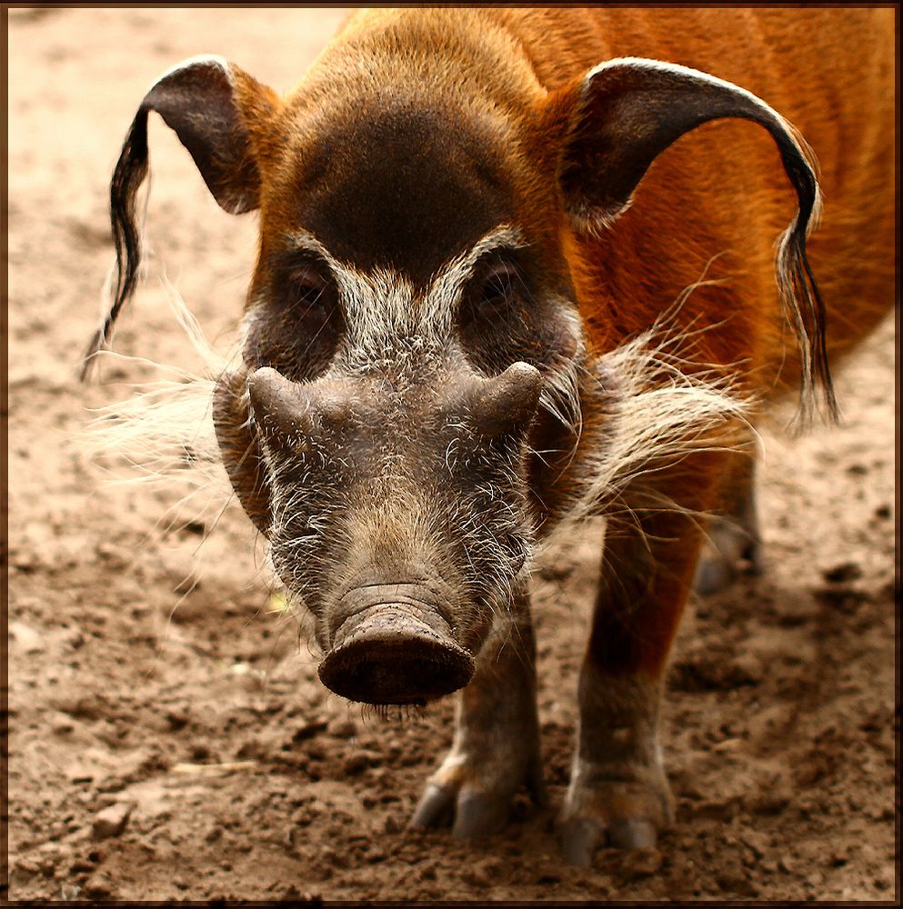 Schwein Gehabt Foto Bild Tiere Zoo Wildpark Falknerei Saugetiere Bilder Auf Fotocommunity Schwein Gehabt Foto Bild Tiere Zoo Wildpark Falknerei Saugetiere Bilder Auf Fotocommunity