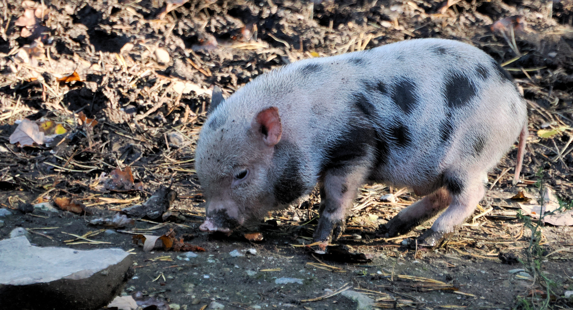 Schwein gehabt …