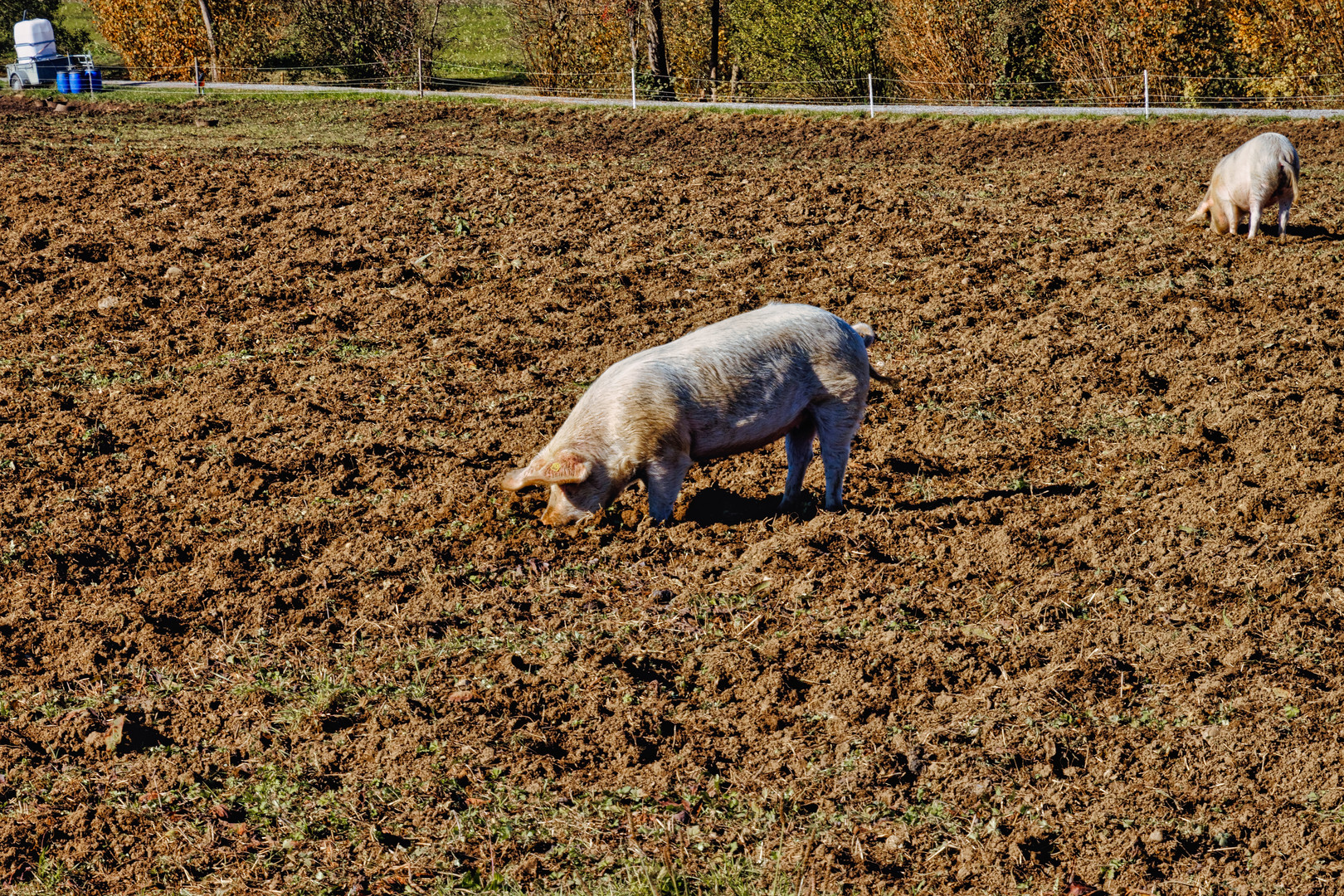 Schwein gehabt 