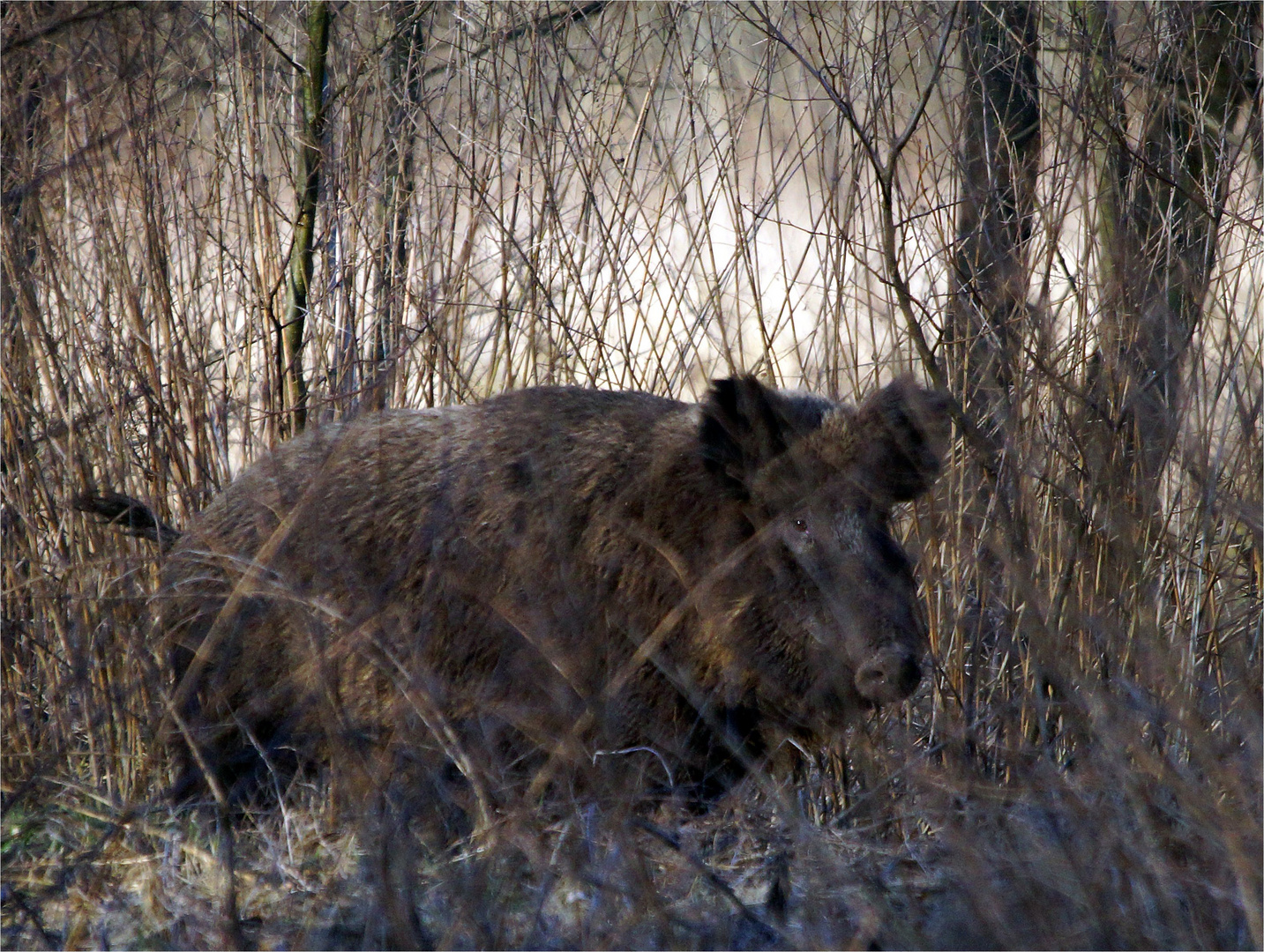 Schwein gehabt!