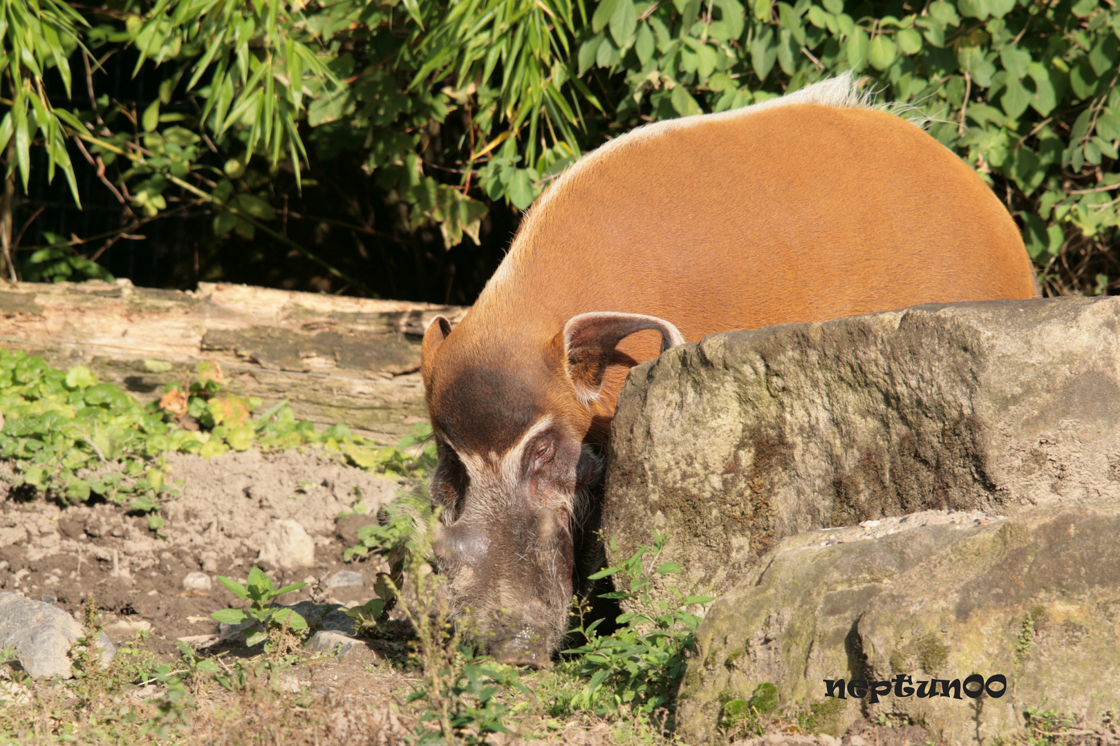 Schwein gehabt