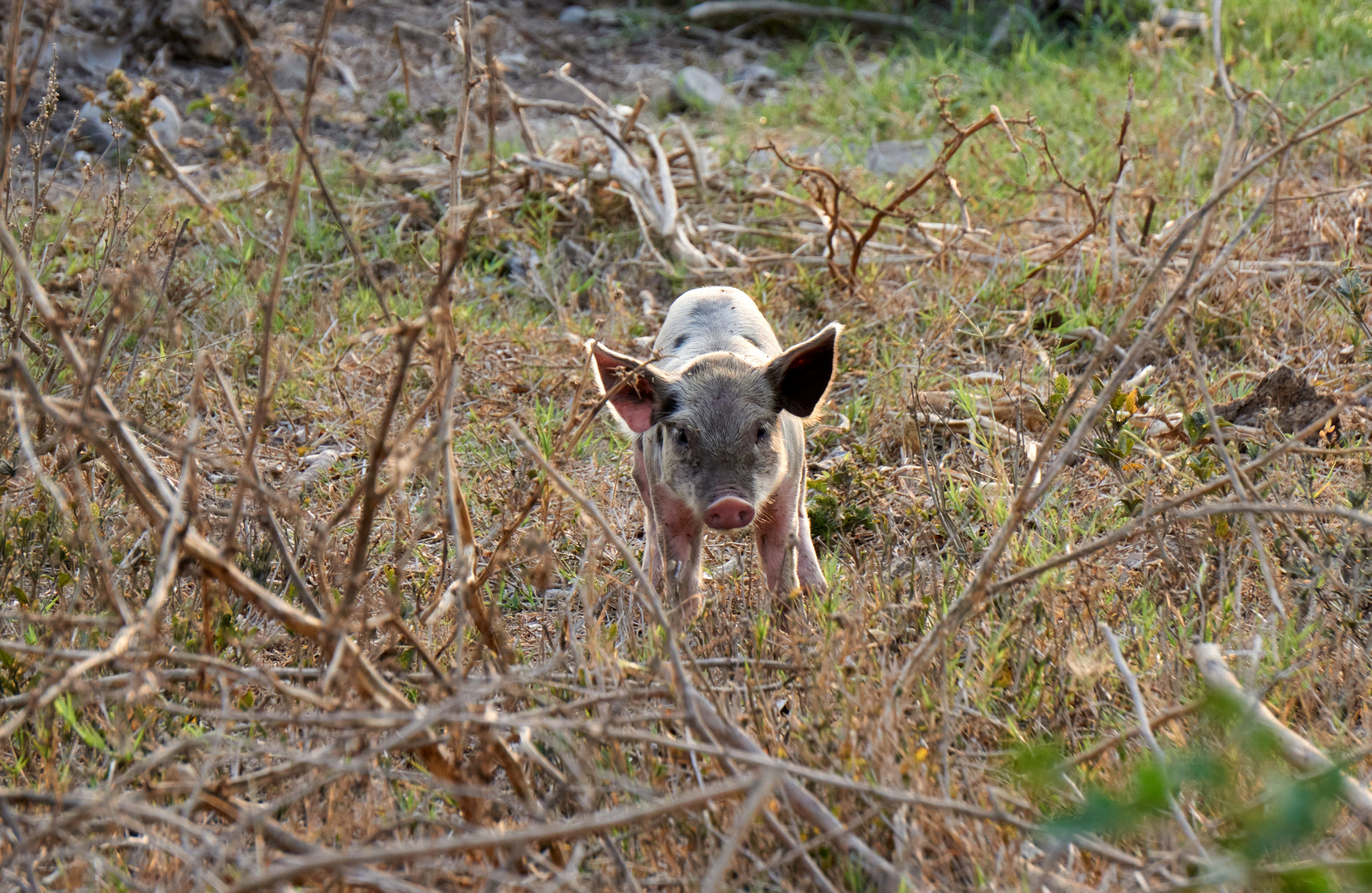 Schwein gehabt