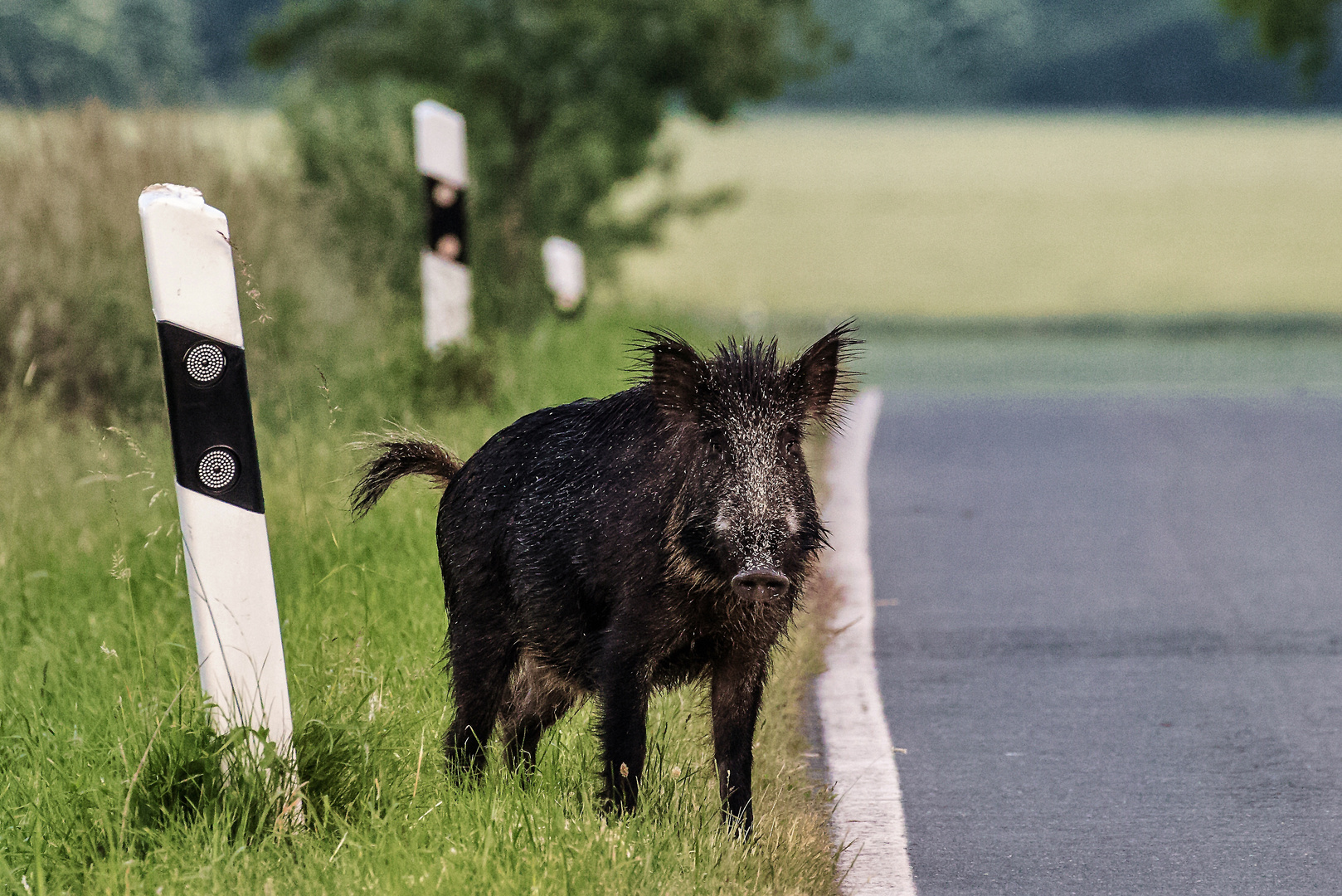 Schwein gehabt