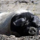 Schwein gehabt!!!